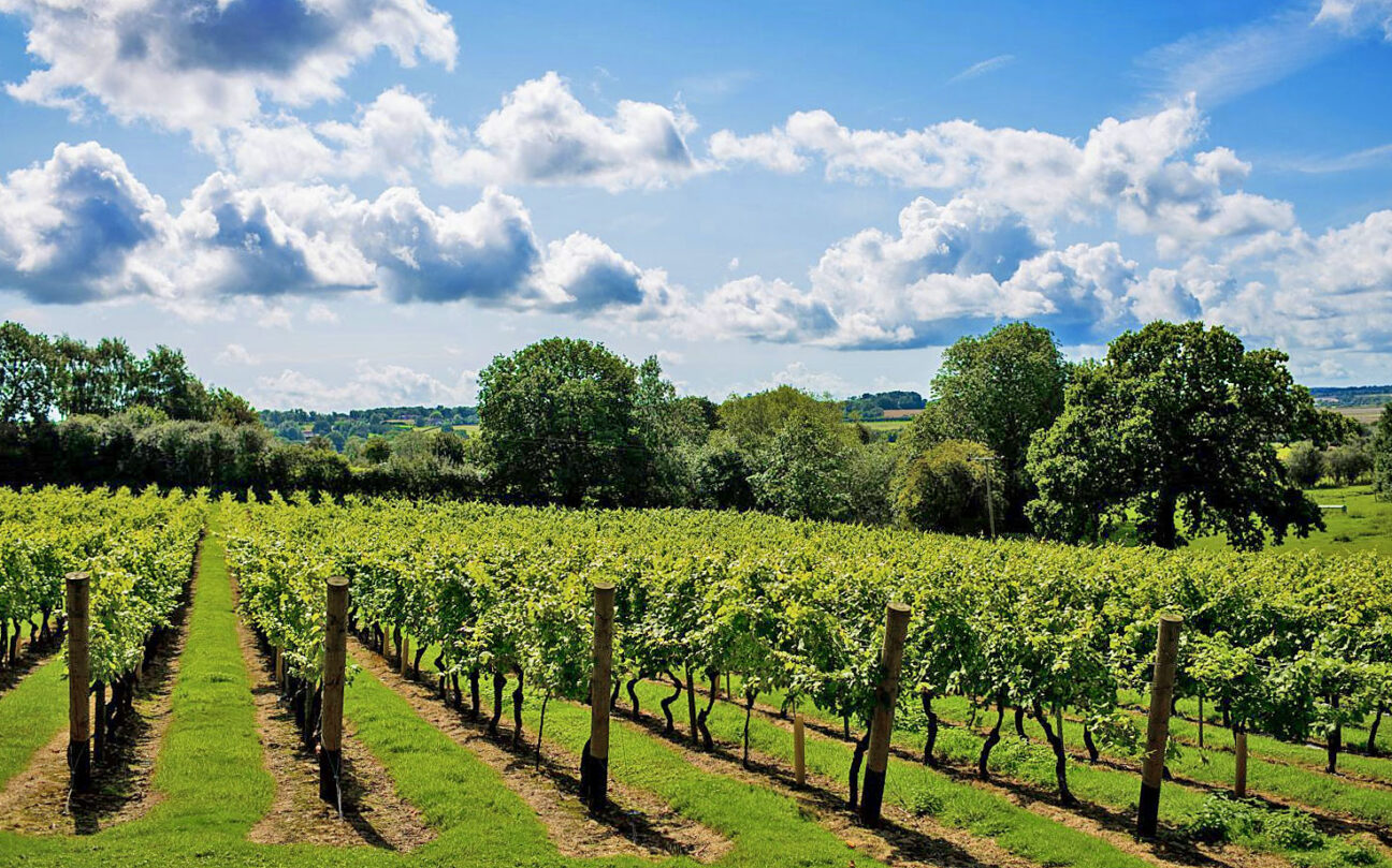 Chapel Down winery