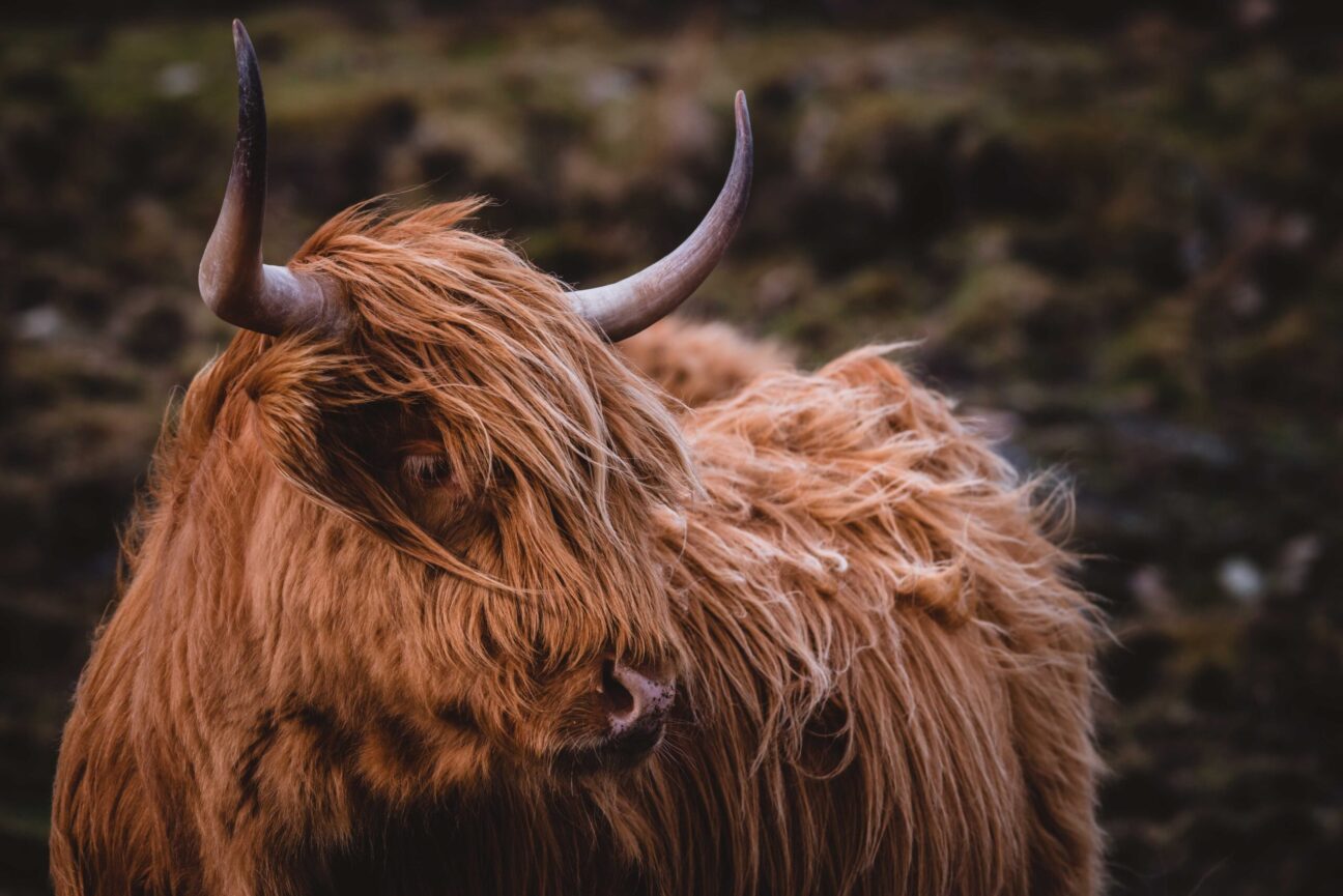 Highland cattle