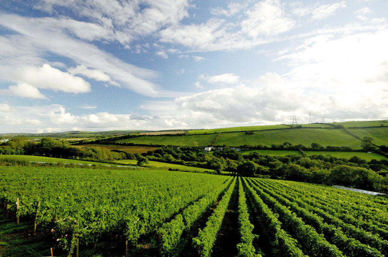 Camel Valley vineyard