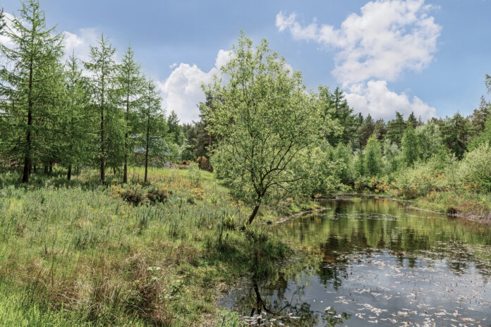 The Nature Cabin, Moray