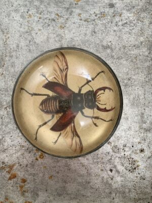 Stag Beetle Paperweight