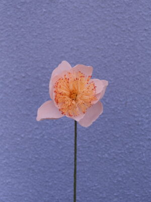 Paper 'Claire de Lune' Peony