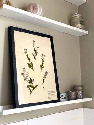 Forget-Me-Not Herbarium
