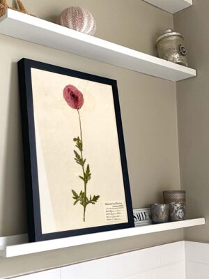 Poppy Herbarium
