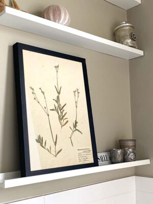 Snow-in-Summer Herbarium