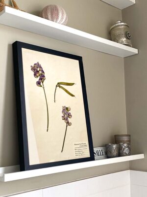 Sweet Pea Herbarium