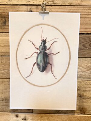 Vintage Bug Prints
