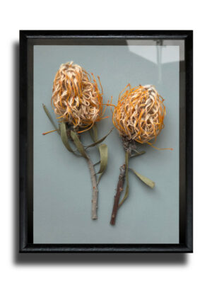 Framed Leucospermum