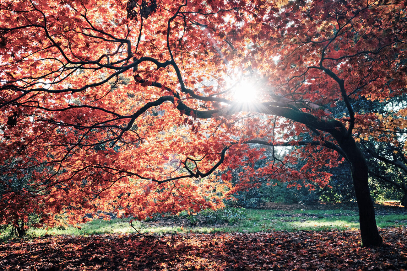 Westonbirt Arboretum