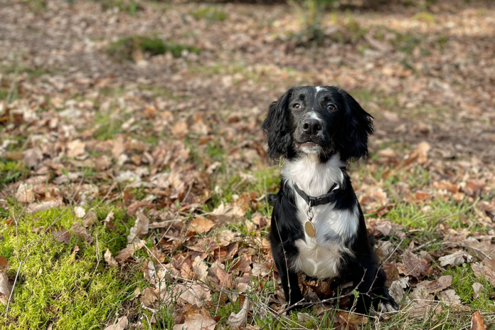 Spaniel sitting in grass
