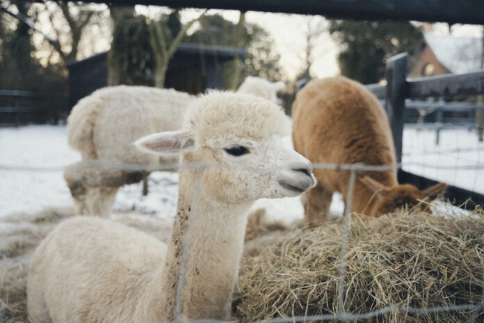 Restaries on Kip Hideaways