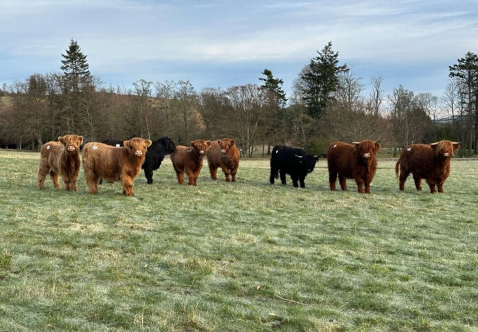 Mayen-Estate-Coos